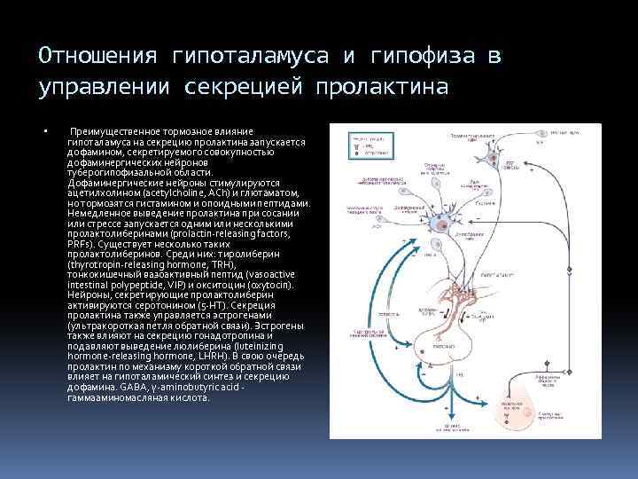 Отношения гипоталамуса и гипофиза в управлении секрецией пролактина Преимущественное тормозное влияние гипоталамуса на секрецию