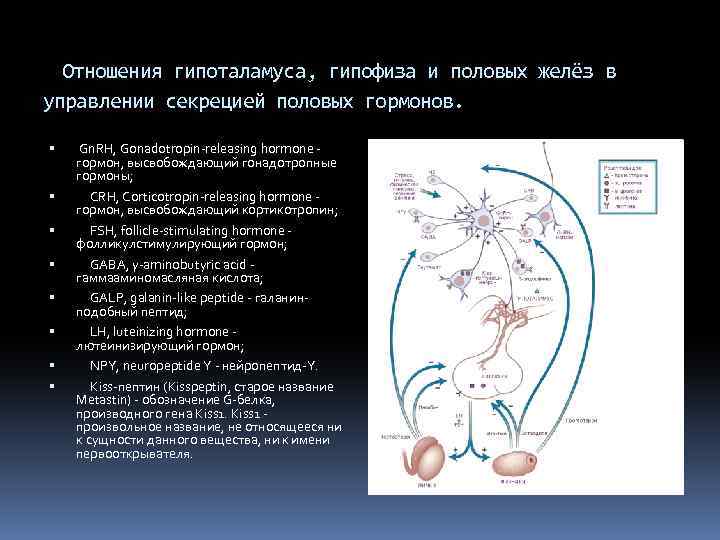 Отношения гипоталамуса, гипофиза и половых желёз в управлении секрецией половых гормонов. Gn. RH, Gonadotropin-releasing