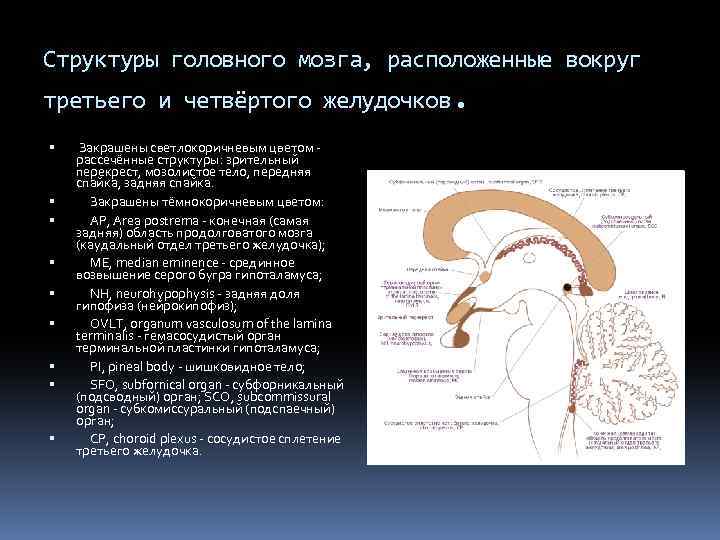 Структуры головного мозга, расположенные вокруг третьего и четвёртого желудочков. Закрашены светлокоричневым цветом рассечённые структуры: