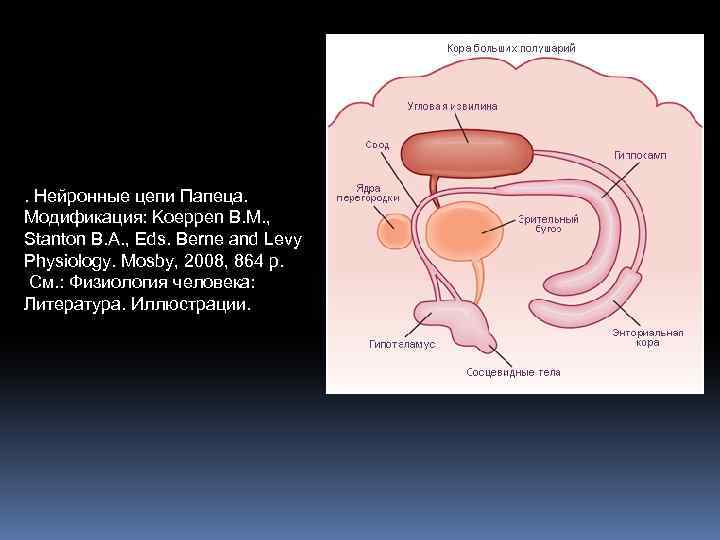 . Нейронные цепи Папеца. Модификация: Koeppen B. M. , Stanton B. A. , Eds.