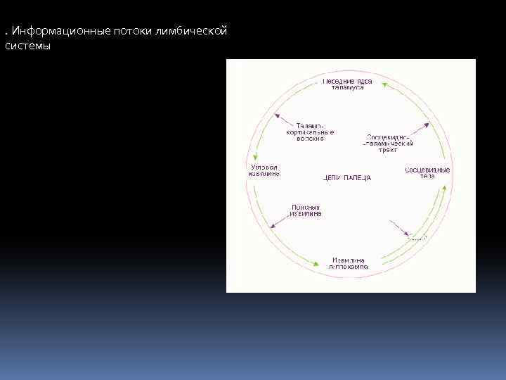 . Информационные потоки лимбической системы 