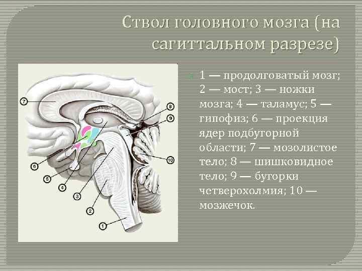 В ствол головного мозга входят отделы. Сагиттальный срез ствола мозга. Мозжечок Сагиттальный разрез. Ствол головного мозга Сагиттальный разрез. Продолговатый мозг Сагиттальный разрез.