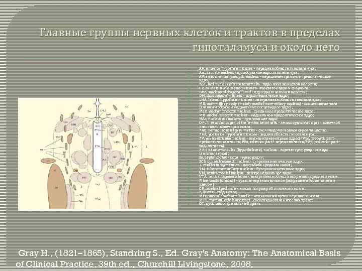 Главные группы нервных клеток и трактов в пределах гипоталамуса и около него AH, anterior