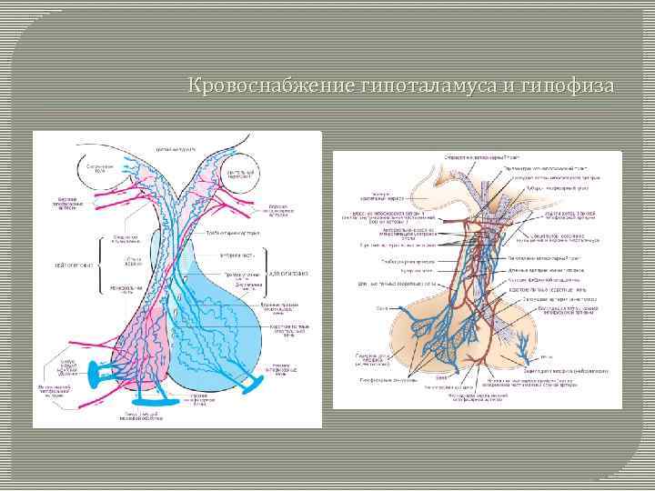 Кровоснабжение гипоталамуса и гипофиза 