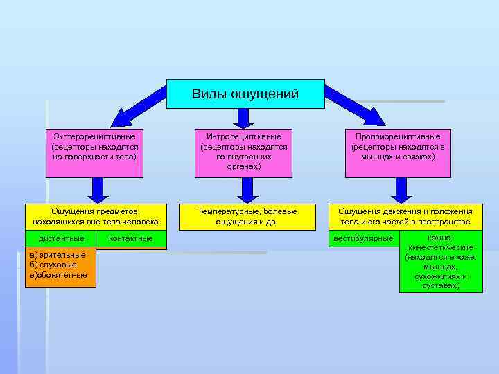 Виды ощущений Экстерорециптивные (рецепторы находятся на поверхности тела) Ощущения предметов, находящихся вне тела человека
