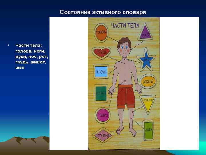 Состояние активного словаря • Части тела: голова, ноги, руки, нос, рот, грудь, живот, шея