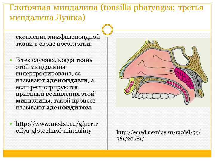 Глоточная миндалина (tonsilla pharyngea; третья миндалина Лушка) скопление лимфаденоидной ткани в своде носоглотки. В