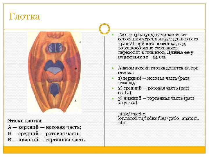 Глотка (pharynx) начинается от основания черепа и идет до нижнего края VI шейного позвонка,