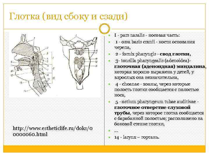 Глотка (вид сбоку и сзади) I - pars nasalis - носовая часть: http: //www.