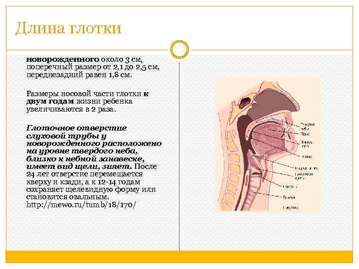 Длина глотки новорожденного около 3 см, поперечный размер от 2, 1 до 2, 5