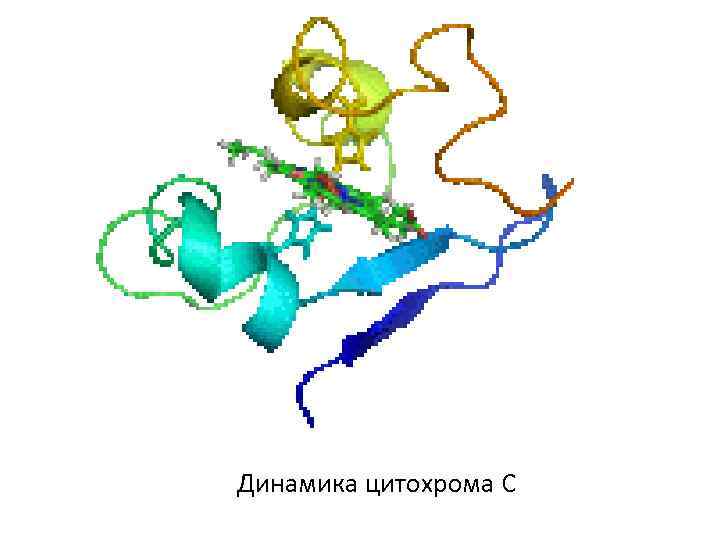 Динамика цитохрома C 