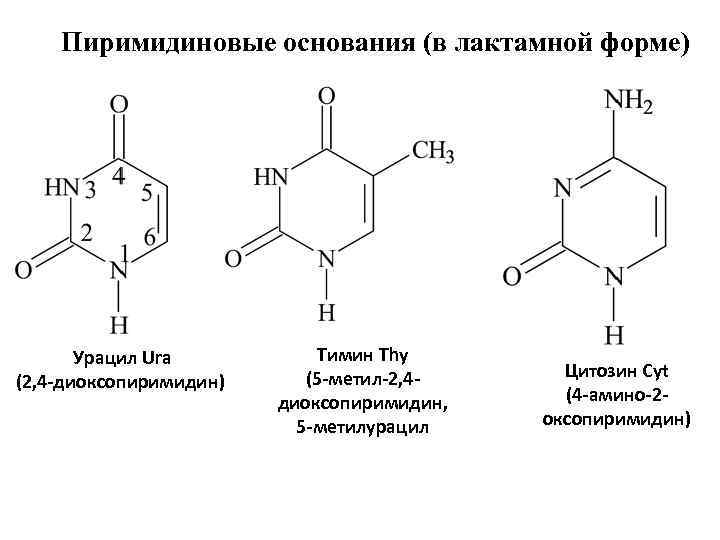 Пиримидиновые основания (в лактамной форме) Урацил Ura (2, 4 -диоксопиримидин) Тимин Thy (5 -метил-2,