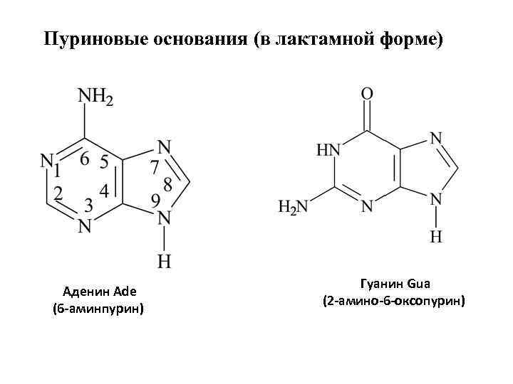 Пуриновые основания (в лактамной форме) Аденин Ade (6 -аминпурин) Гуанин Gua (2 -амино-6 -оксопурин)
