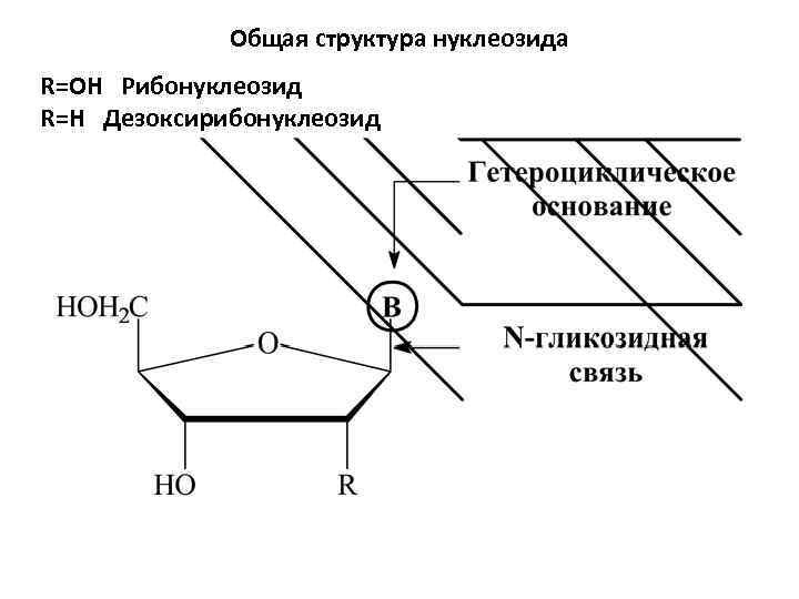 Общая структура нуклеозида R=OH Рибонуклеозид R=H Дезоксирибонуклеозид 