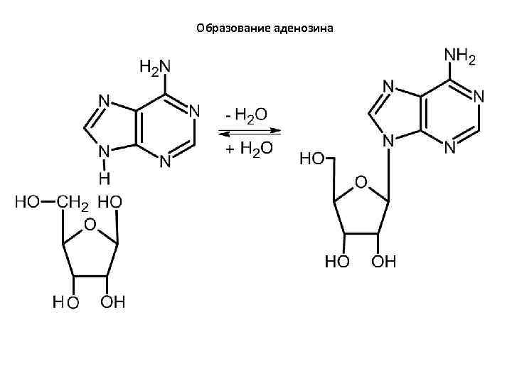 Образование аденозина 