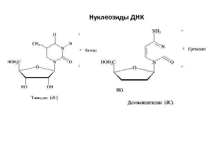 Нуклеозиды ДНК 