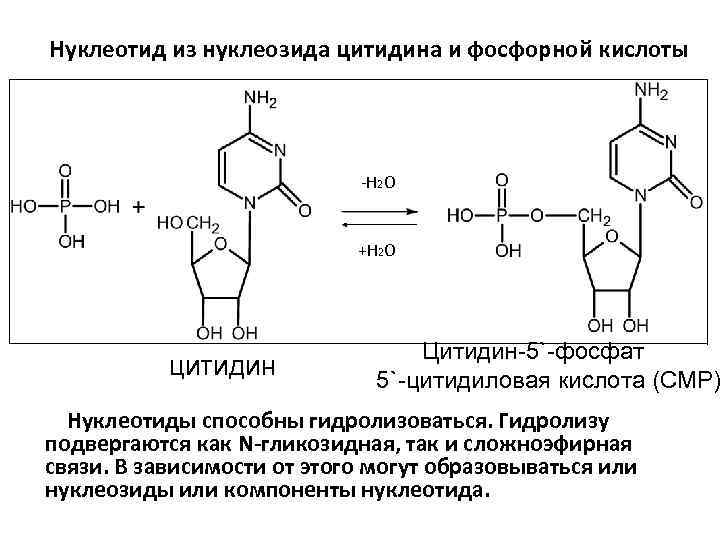 Нуклеотид из нуклеозида цитидина и фосфорной кислоты -Н 2 О +H 2 O цитидин