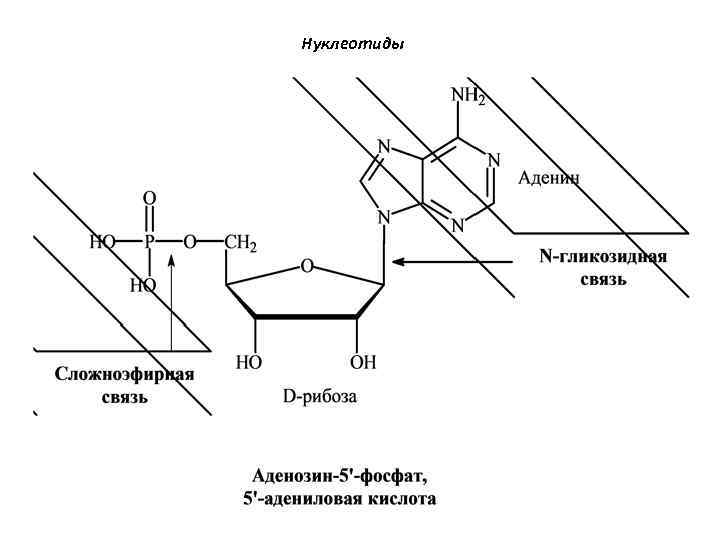 Нуклеотиды 