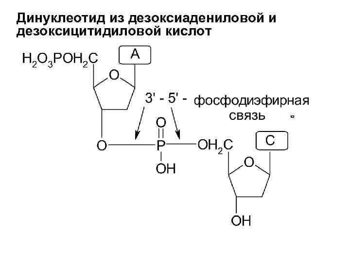 Динуклеотид из дезоксиадениловой и дезоксицитидиловой кислот 