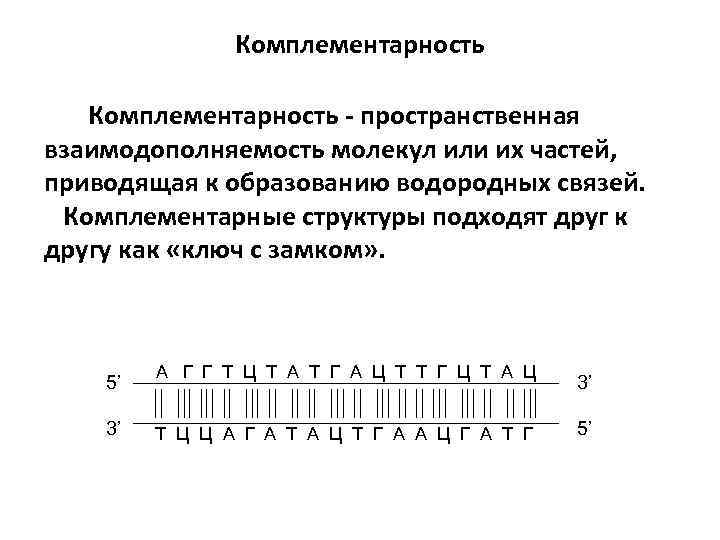 Комплементарность - пространственная взаимодополняемость молекул или их частей, приводящая к образованию водородных связей. Комплементарные