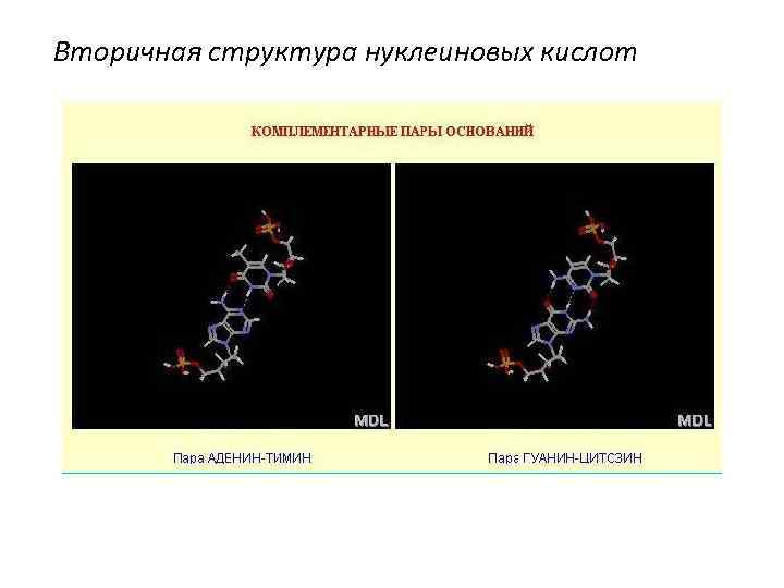 Вторичная структура нуклеиновых кислот 