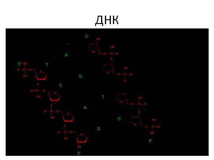 ДНК 