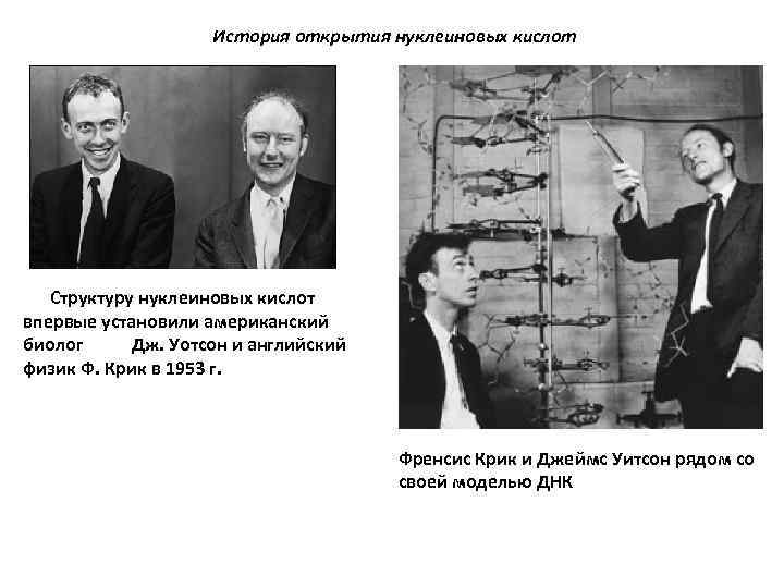 История открытия нуклеиновых кислот Структуру нуклеиновых кислот впервые установили американский биолог Дж. Уотсон и