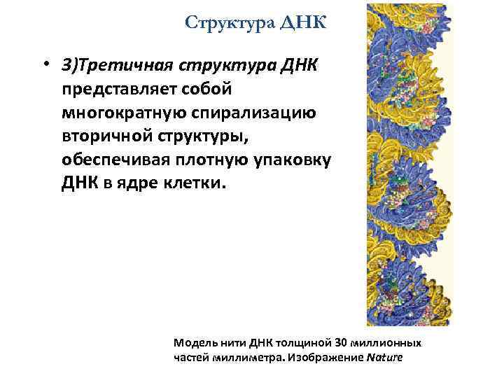 Структура ДНК • 3)Третичная структура ДНК представляет собой многократную спирализацию вторичной структуры, обеспечивая плотную