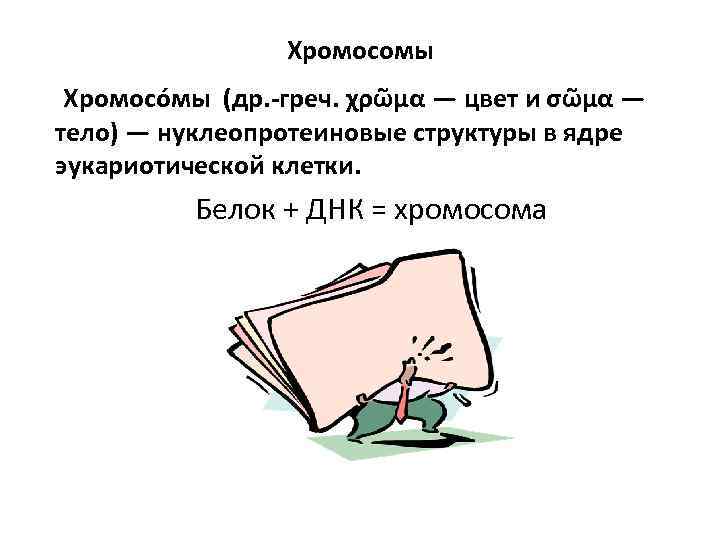 Хромосомы Хромосо мы (др. -греч. χρῶμα — цвет и σῶμα — тело) — нуклеопротеиновые