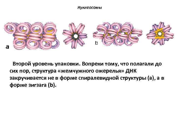 Нуклеосомы Второй уровень упаковки. Вопреки тому, что полагали до сих пор, структура «жемчужного ожерелья»
