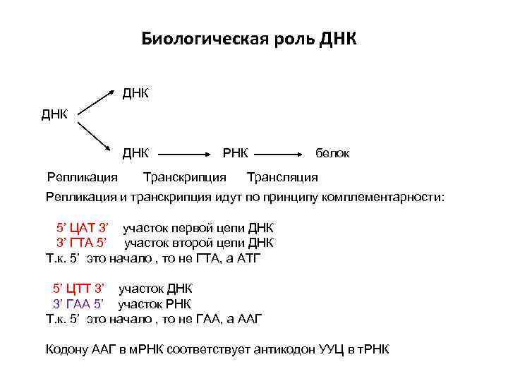Биологическая роль ДНК ДНК Репликация РНК Транскрипция белок Трансляция Репликация и транскрипция идут по