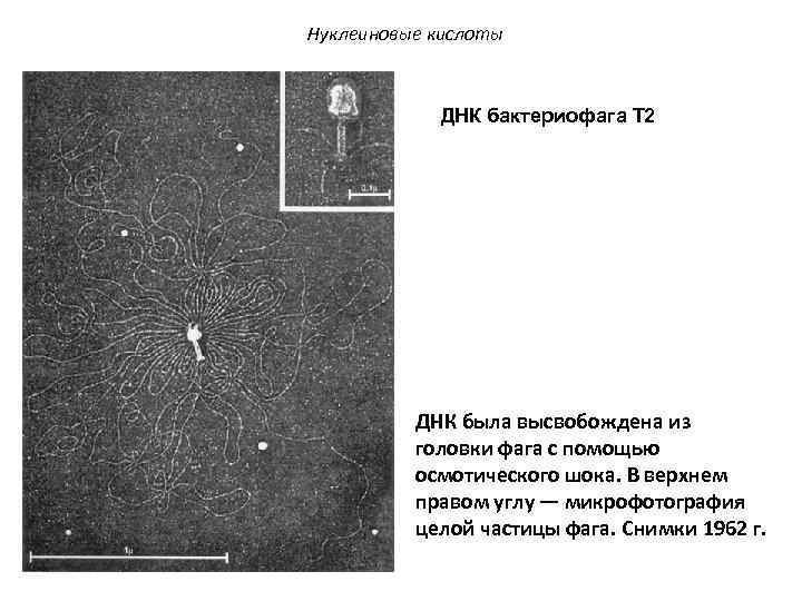 Нуклеиновые кислоты ДНК бактериофага Т 2 ДНК была высвобождена из головки фага с помощью