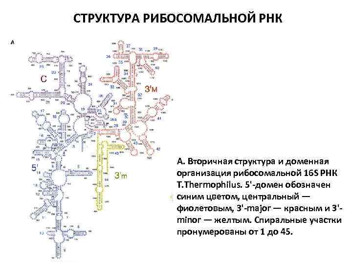 СТРУКТУРА РИБОСОМАЛЬНОЙ РНК А. Вторичная структура и доменная организация рибосомальной 16 S РНК T.