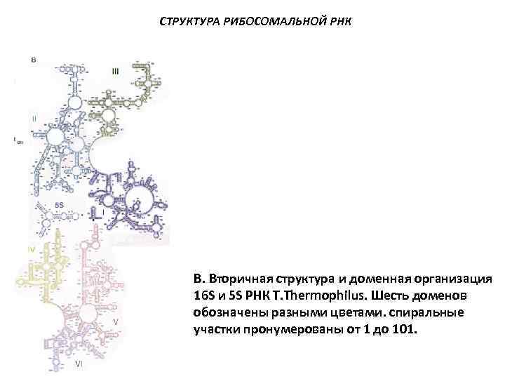 СТРУКТУРА РИБОСОМАЛЬНОЙ РНК B. Вторичная структура и доменная организация 16 S и 5 S