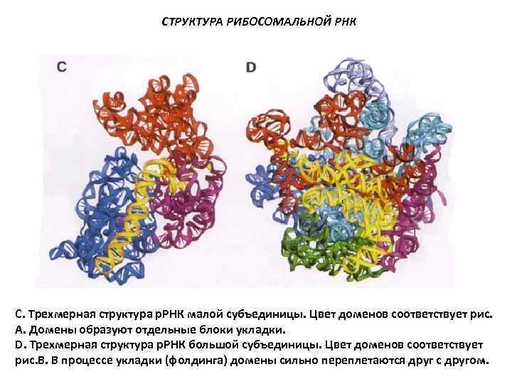 Виды рибосомальной рнк