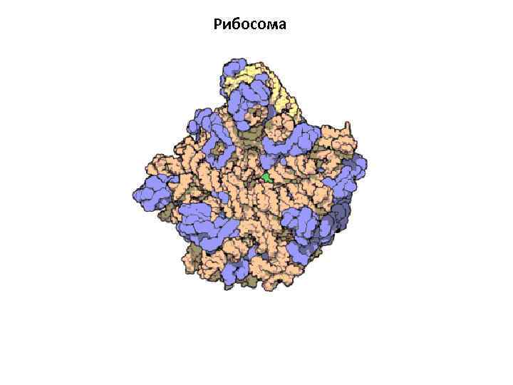 Рибосома 