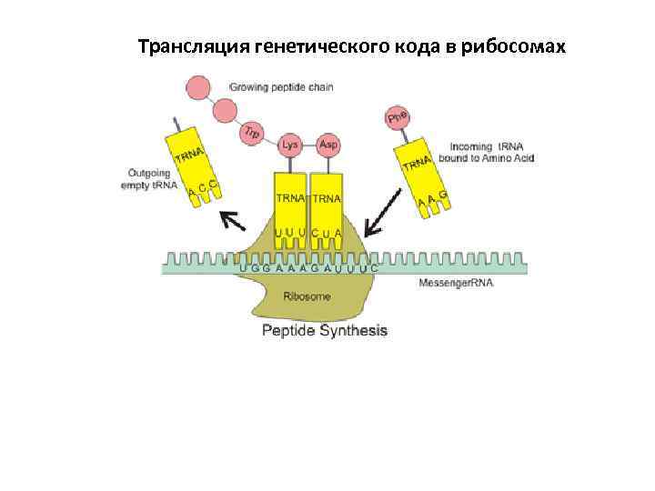 Трансляция генетического кода в рибосомах 