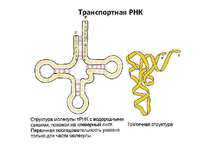Транспортная РНК 