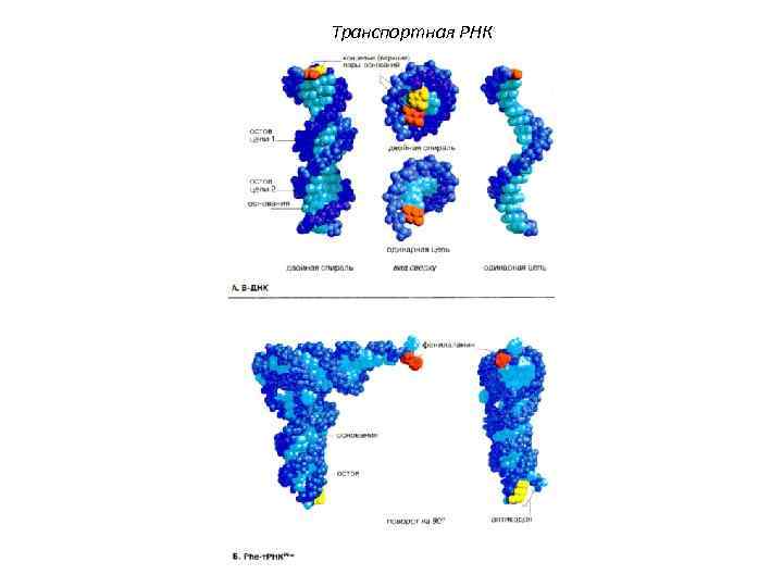 Транспортная РНК 