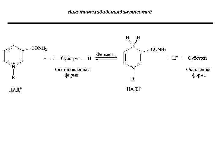 Никотинамидадениндинуклеотид 