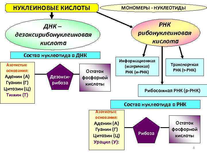 НУКЛЕИНОВЫЕ КИСЛОТЫ МОНОМЕРЫ - НУКЛЕОТИДЫ РНК рибонуклеиновая кислота ДНК – дезоксирибонуклеиновая кислота Состав нуклеотида