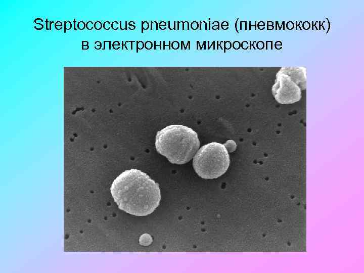 Streptococcus pneumoniae (пневмококк) в электронном микроскопе 