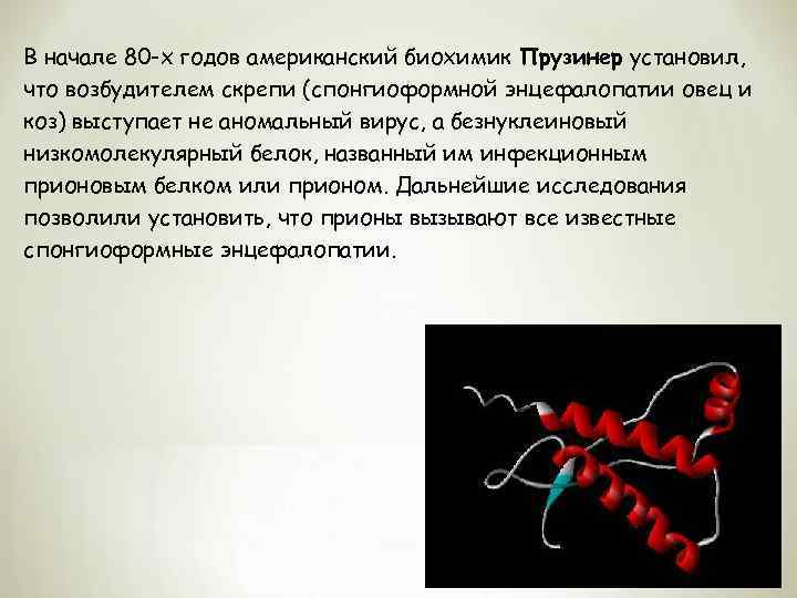 В начале 80 -х годов американский биохимик Прузинер установил, что возбудителем скрепи (спонгиоформной энцефалопатии