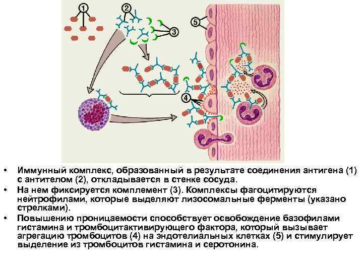 Лизосомальные ферменты. Роль лизосомальных ферментов. Лизосомальные ферменты классификация. Повреждение клеток лизосомальные ферменты. Ингибиторы лизосомальных ферментов.