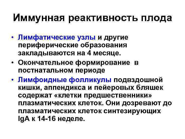 Иммунная реактивность плода • Лимфатические узлы и другие периферические образования закладываются на 4 месяце.