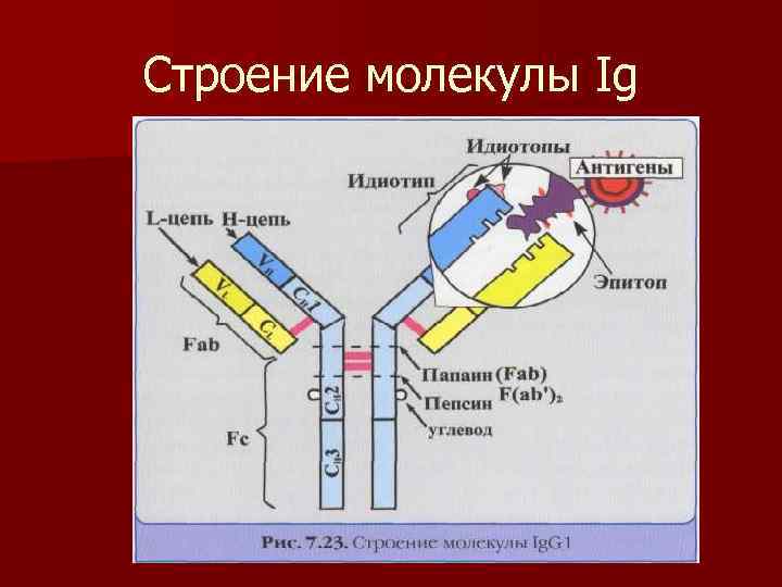 Строение молекулы Ig 