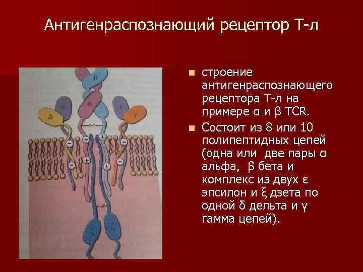 Антигенраспознающий рецептор Т-л строение антигенраспознающего рецептора Т-л на примере α и β TCR. n