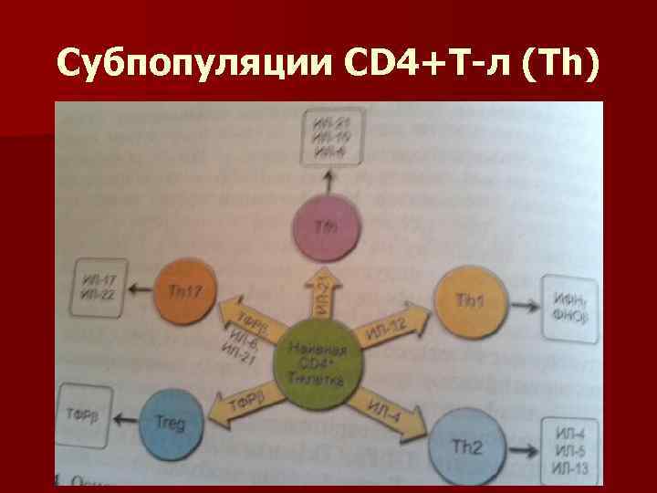 Субпопуляции CD 4+Т-л (Тh) 