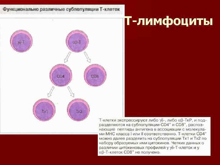 Т-лимфоциты 