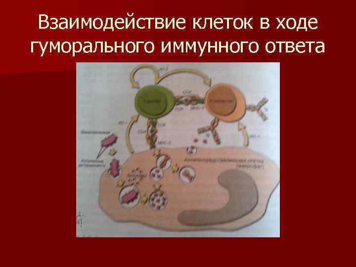 Взаимодействие клеток в ходе гуморального иммунного ответа 